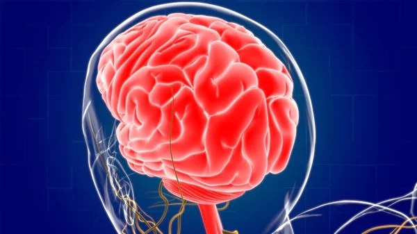 Anatomía Cerebral Humana Para Concepto Médico Ilustración —  Fotos de Stock