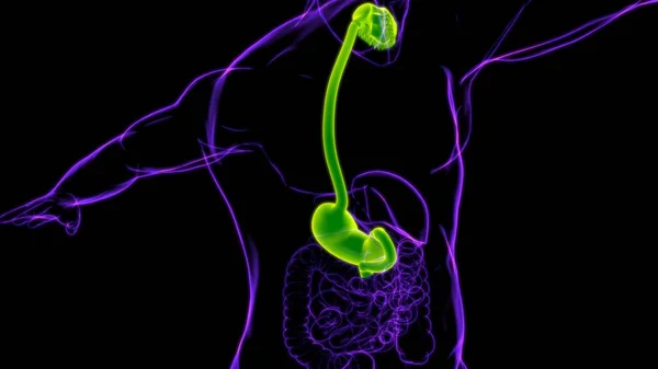 Anatomia Dello Stomaco Sistema Digestivo Umano Concetto Medico Illustrazione — Foto Stock