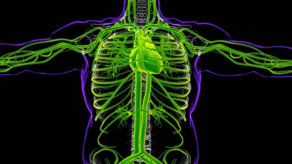 Corazón Humano Con Anatomía Del Sistema Circulatorio Para Ilustración Del — Foto de Stock