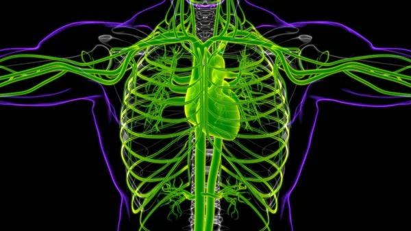 Human Heart Circulatory System Anatomy Medical Concept Illustration — Stock fotografie