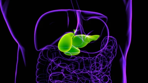 Anatomia Del Sistema Digestivo Umano Della Cistifellea Illustrazione Medica Concetto — Foto Stock