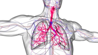 Tıbbi Konsept 3 boyutlu Resim İçin Akciğerler İnsan Solunum Sistemi Anatomisi