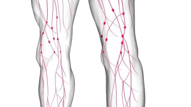 Tıbbi Konsept için İnsan Lenf Düğümleri Anatomisi 3 boyutlu Görüntü