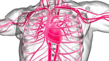 Tıbbi Konsept 3 boyutlu İllüstrasyon İçin Dolaşım Sistemi Anatomisi Olan İnsan Kalbi