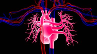 Tıbbi Konsept için İnsan Kalbi Anatomisi 3 boyutlu İllüstrasyon