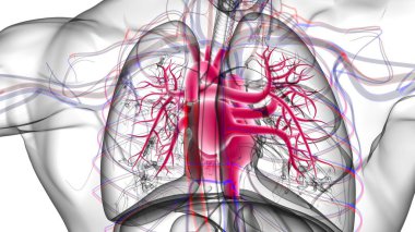 Tıbbi Konsept 3 boyutlu Resim İçin Akciğerler İnsan Solunum Sistemi Anatomisi