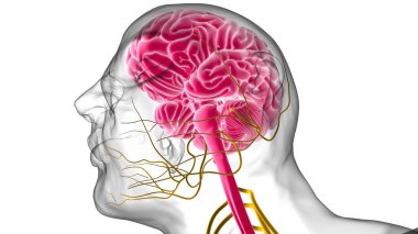 Tıbbi Konsept için İnsan Beyni Anatomisi 3 boyutlu İllüstrasyon