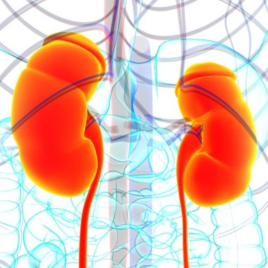 Tıbbi Konsept için Mesane Anatomisi olan İnsan İdrar Sistemi Böbrekleri 3 boyutlu İllüstrasyon