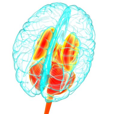 Tıbbi Konsept 3D Görüntü İçin İnsan Beyin İç Parçaları Anatomisi