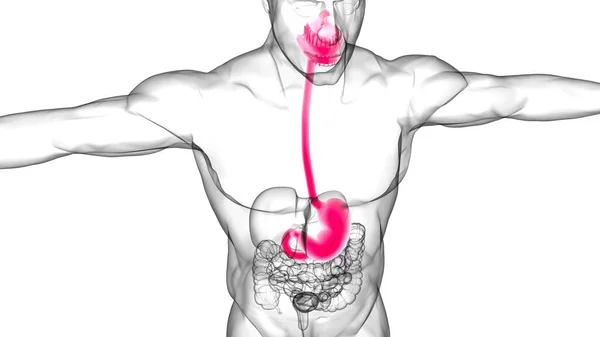 医学概念三维图解的胃解剖人体消化系统 — 图库照片