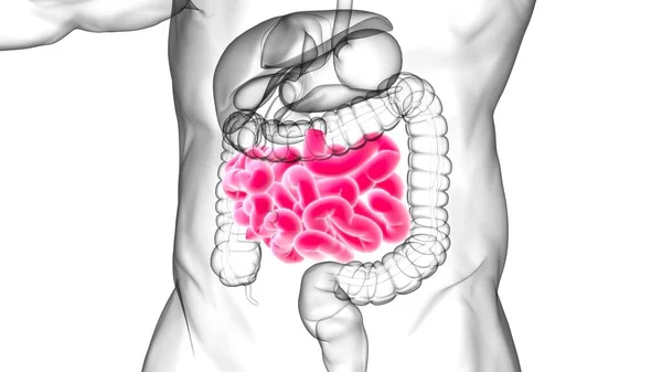 Jelito Cienkie Ilustracja Anatomia Układu Pokarmowego Człowieka Dla Koncepcji Medycznej — Zdjęcie stockowe