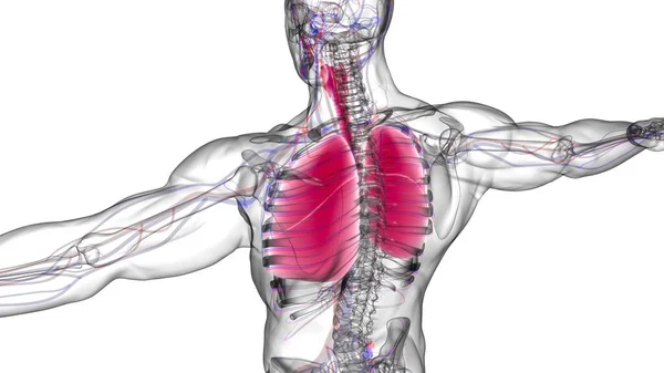 Lungs Human Respiratory System Anatomy For Medical Concept 3D Illustration