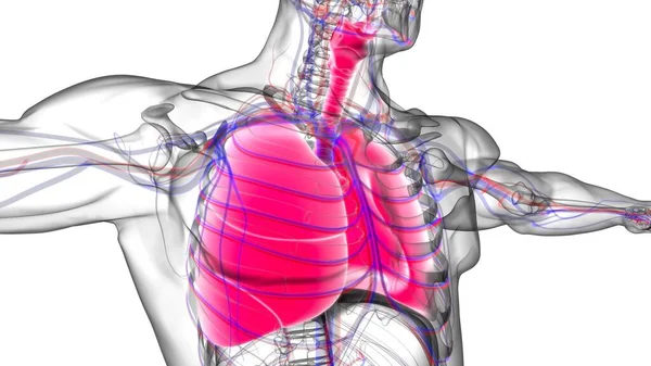 Lungor Människans Andningssystem Anatomi För Medicinska Begreppet Illustration — Stockfoto