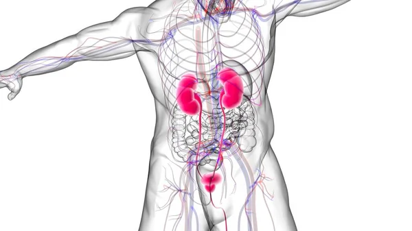 Reni Del Sistema Urinario Umano Con Anatomia Della Vescica Concetto — Foto Stock