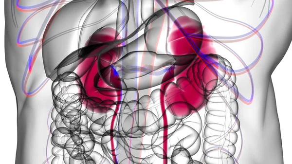 Нирки Сечової Системи Людини Анатомією Сечового Міхура Медичної Концепції Ілюстрація — стокове фото