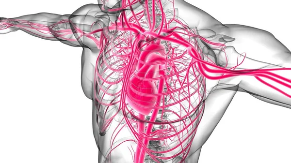 Coração Humano Com Anatomia Sistema Circulatório Para Ilustração Médica Conceito — Fotografia de Stock