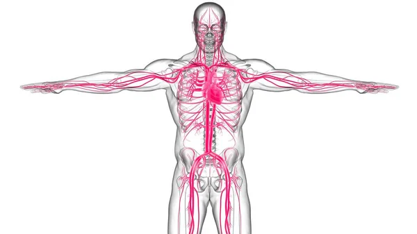 Menschliches Herz Mit Kreislaufsystem Anatomie Für Medizinisches Konzept Illustration — Stockfoto