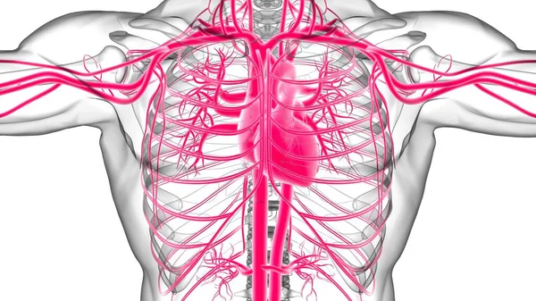 Human Heart Circulatory System Anatomy Medical Concept Illustration — Stock fotografie