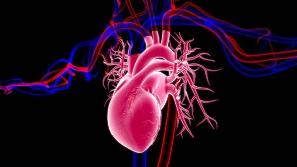 Human Heart Anatomy For Medical Concept 3D Illustration