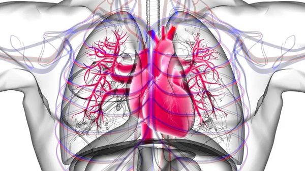 Anatomia Humana Sistema Respiratório Dos Pulmões Para Ilustração Médica Conceito — Fotografia de Stock