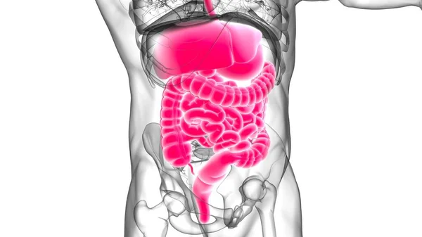 Tıbbi Konsept Resim Çin Nsan Sindirim Sistemi Anatomisi — Stok fotoğraf