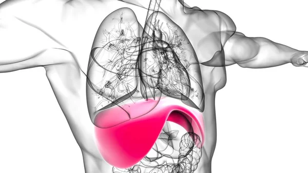 Diaphragm Human Respiratory System Anatomy For Medical Concept 3D Illustration