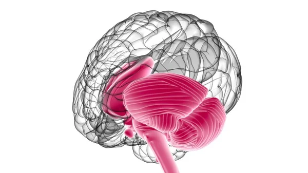 Piezas Internas Del Cerebro Humano Anatomía Para Concepto Médico Ilustración —  Fotos de Stock