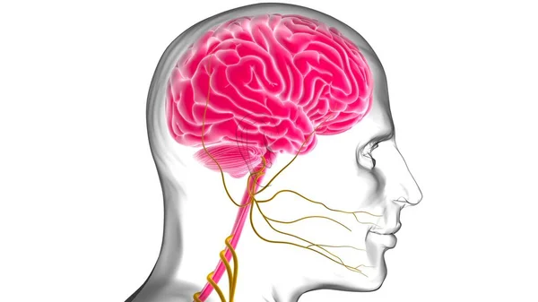 Tıbbi Konsept Için Nsan Beyni Anatomisi Boyutlu Llüstrasyon — Stok fotoğraf