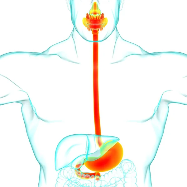 Anatomia Żołądka Ludzki Układ Trawienny Dla Koncepcji Medycznej Ilustracja — Zdjęcie stockowe