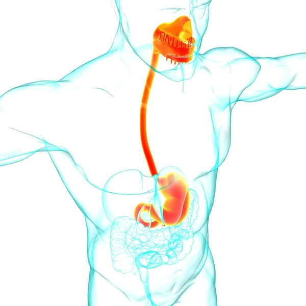 Anatomia Żołądka Ludzki Układ Trawienny Dla Koncepcji Medycznej Ilustracja — Zdjęcie stockowe