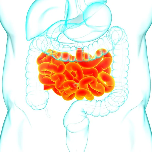 Dünndarm Illustration Humanes Verdauungssystem Anatomie Für Medizinisches Konzept — Stockfoto