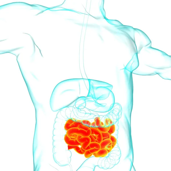 Illustration Intestin Grêle Anatomie Système Digestif Humain Pour Concept Médical — Photo