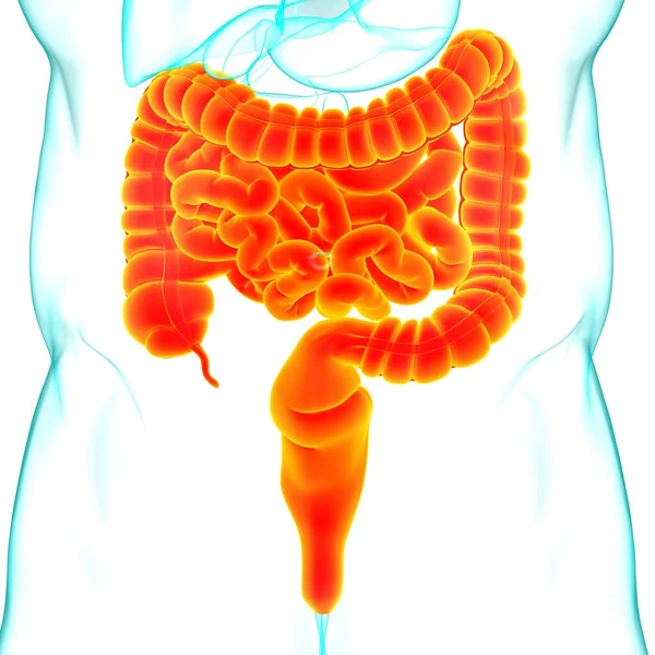 Anatomía Del Sistema Digestivo Humano Ilustración Del Intestino Delgado Grueso — Foto de Stock