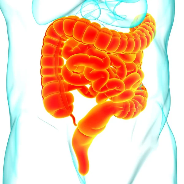 Malá Velká Střeva Ilustrace Anatomie Lidského Zažívacího Traktu Pro Lékařskou — Stock fotografie