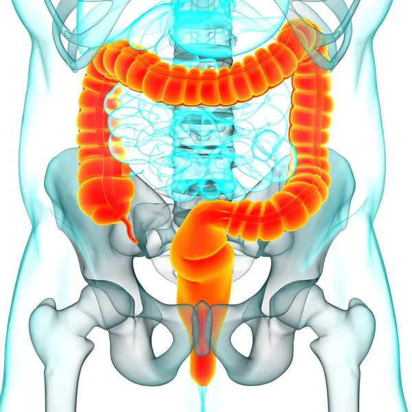 Anatomía Del Sistema Digestivo Humano Ilustración Del Intestino Grueso Para — Foto de Stock