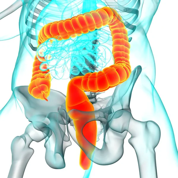 Jelito Grube Ilustracja Anatomia Układu Pokarmowego Człowieka Dla Koncepcji Medycznej — Zdjęcie stockowe