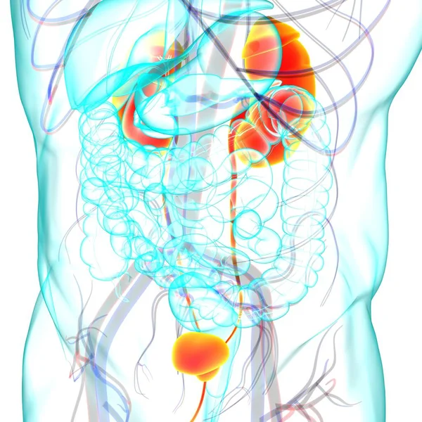 Tıbbi Konsept Için Mesane Anatomisi Olan Nsan Drar Sistemi Böbrekleri — Stok fotoğraf
