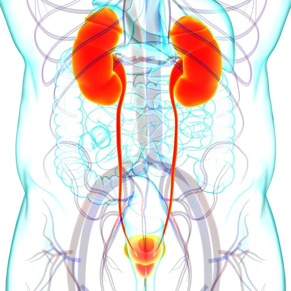 Système Urinaire Humain Reins Avec Anatomie Vessie Pour Concept Médical — Photo