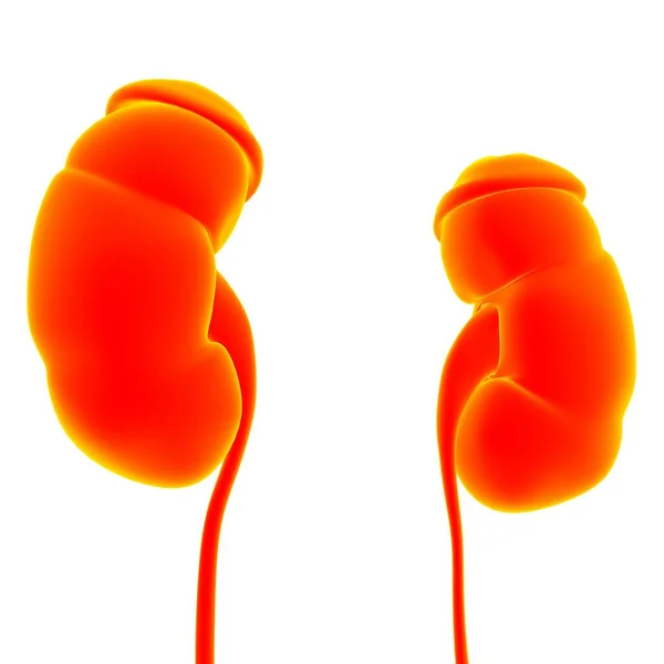 Menselijke Urinewegen Nieren Met Blaasanatomie Voor Medisch Concept Illustratie — Stockfoto