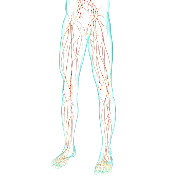 Anatomia Dei Linfonodi Umani Concetto Medico Illustrazione — Foto Stock