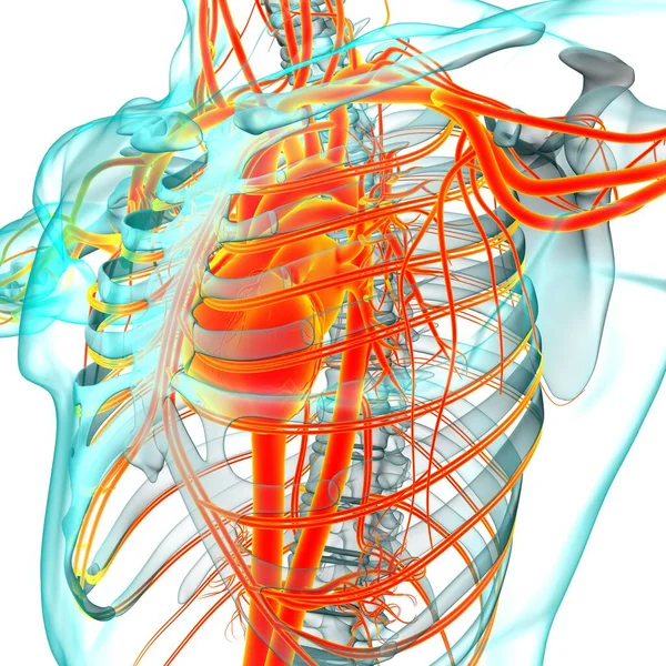 Människans Hjärta Med Cirkulationssystem Anatomi För Medicinskt Koncept Illustration — Stockfoto