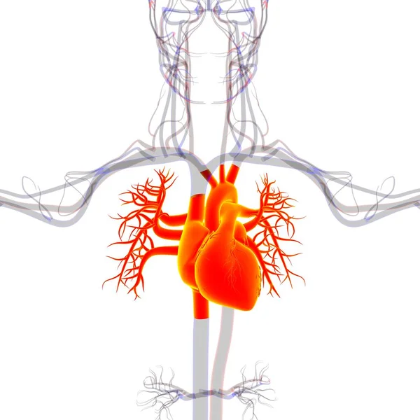 Anatomie Des Menschlichen Herzens Für Medizinisches Konzept Illustration — Stockfoto