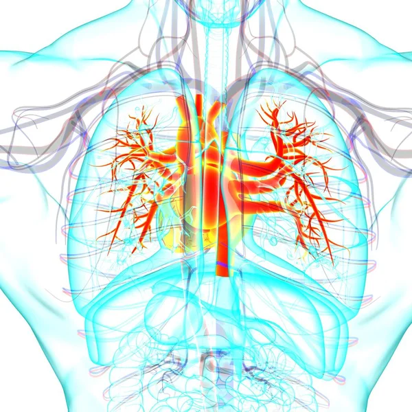 Anatomia Humana Sistema Respiratório Dos Pulmões Para Ilustração Médica Conceito — Fotografia de Stock