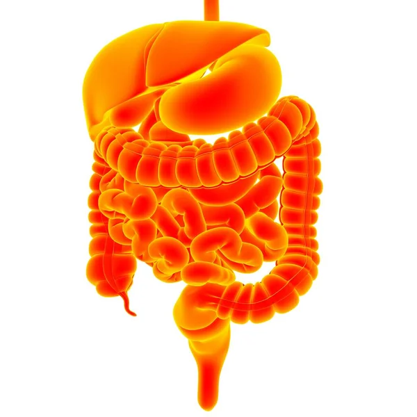 Ludzki Układ Pokarmowy Anatomia Medyczna Koncepcja Ilustracja — Zdjęcie stockowe