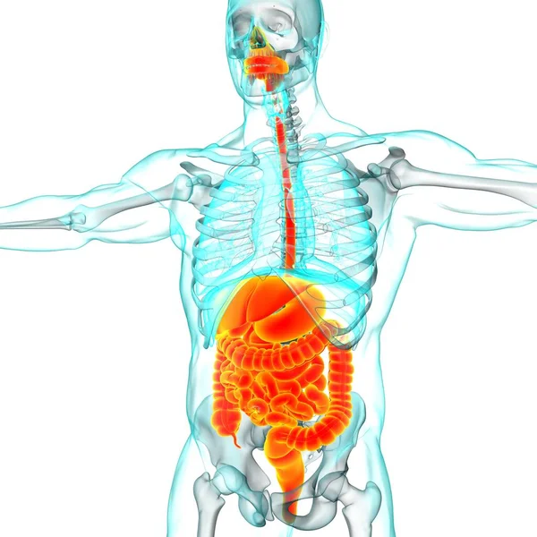 Anatomía Del Sistema Digestivo Humano Para Concepto Médico Ilustración — Foto de Stock