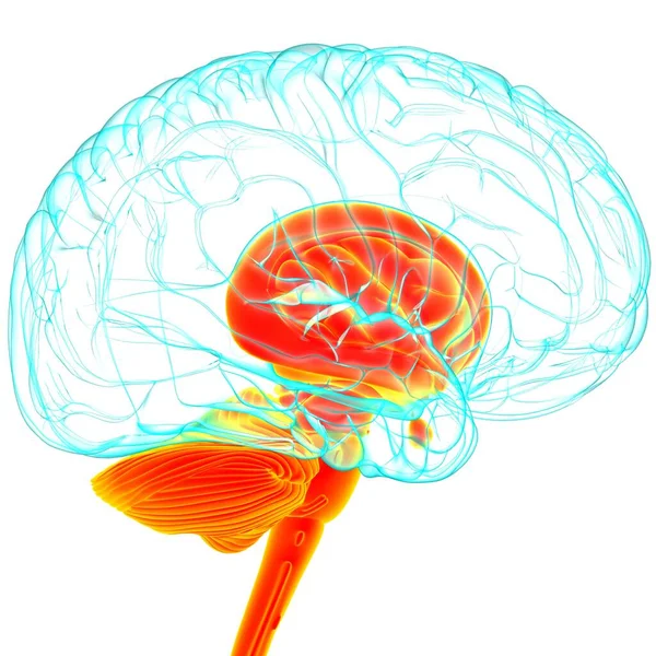 Anatomia Umana Delle Parti Interne Del Cervello Illustrazione Medica Concetto — Foto Stock