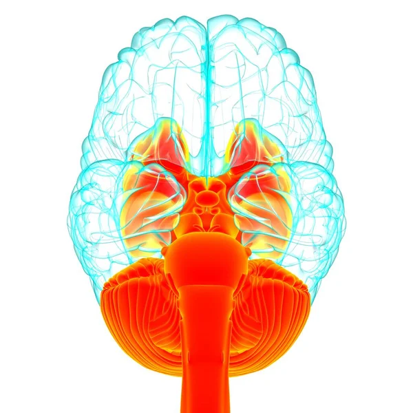 Piezas Internas Del Cerebro Humano Anatomía Para Concepto Médico Ilustración —  Fotos de Stock