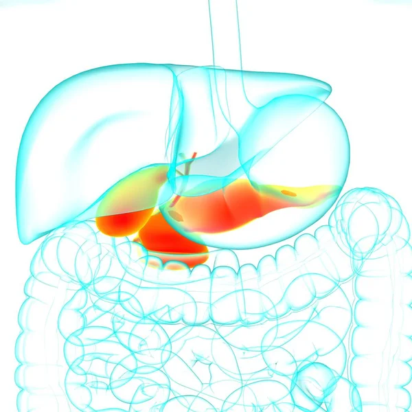 Gall Bladder Human Digestive System Anatomy Medical Concept Illustration — Stock fotografie