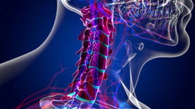 İnsan iskeleti omurgası Servikal Omurga Anatomisi