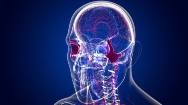 Tıbbi Konsept için İnsan İskeleti Kafatası Zygomatik Kemik Anatomisi 3 boyutlu İllüstrasyon